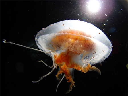 "Phot of jellyfish in Antarctic waters."