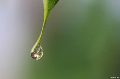 one_water_drop_on_leaf-other
